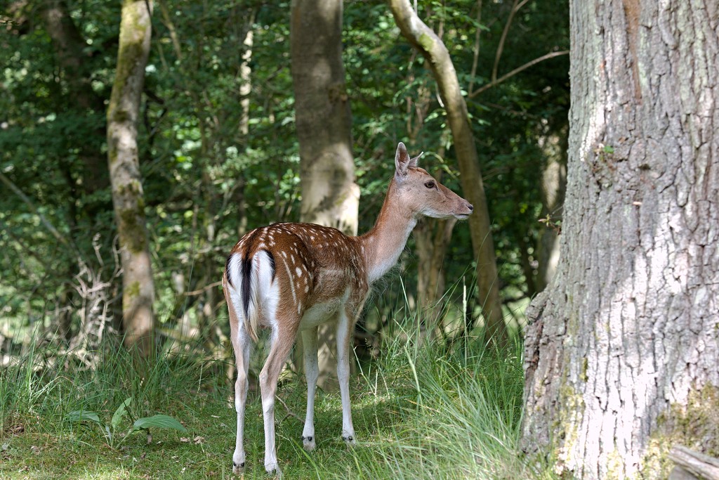 AWD Amsterdamse Waterleidingduinen natuurgebied polder bos vos hert herten damhert duinen zandvoort waterwingebied
